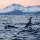 Orcas auf Heringsjagd