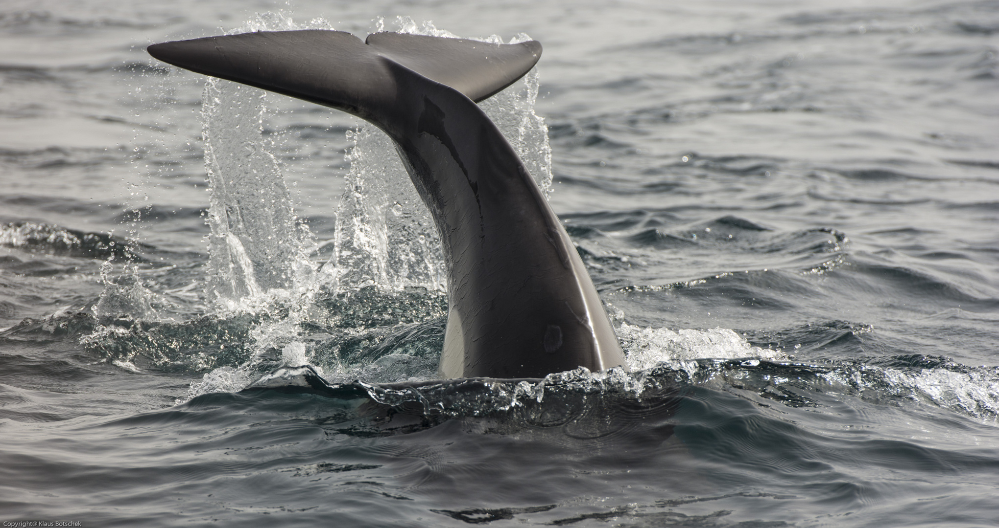 Orcas