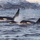 Orcas bei der Heringjagd