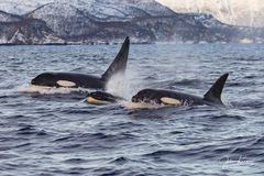 Orcas bei der Heringjagd