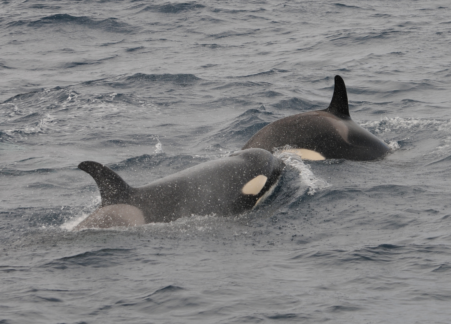 Orcas bei Tarifa