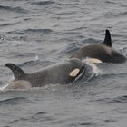 Orcas bei Tarifa