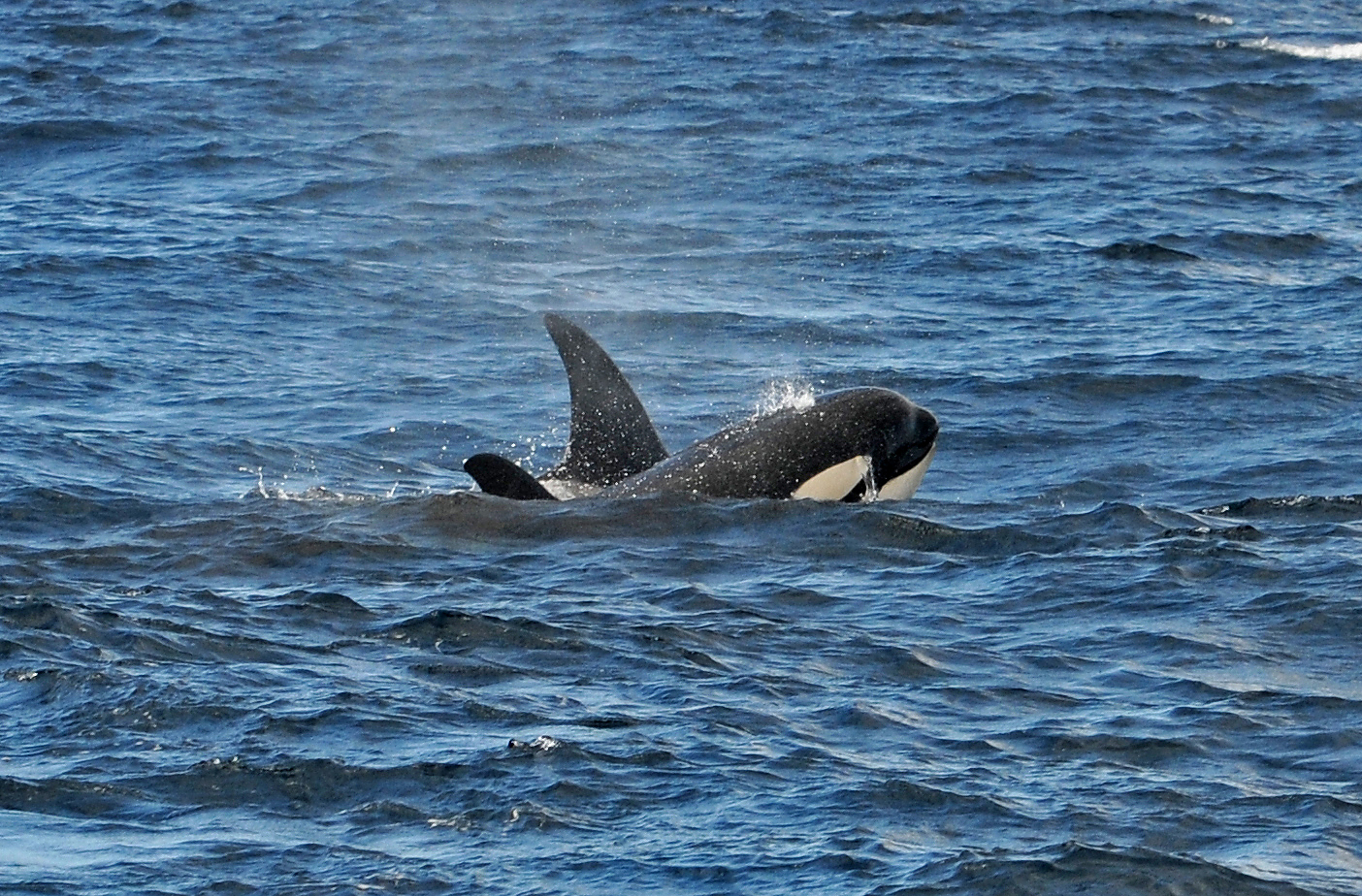 Orcas