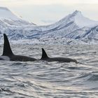 Orcas