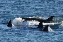 Orcas 