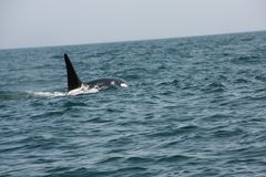 Orcas Hautnah