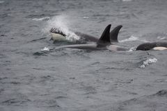 Orcas II