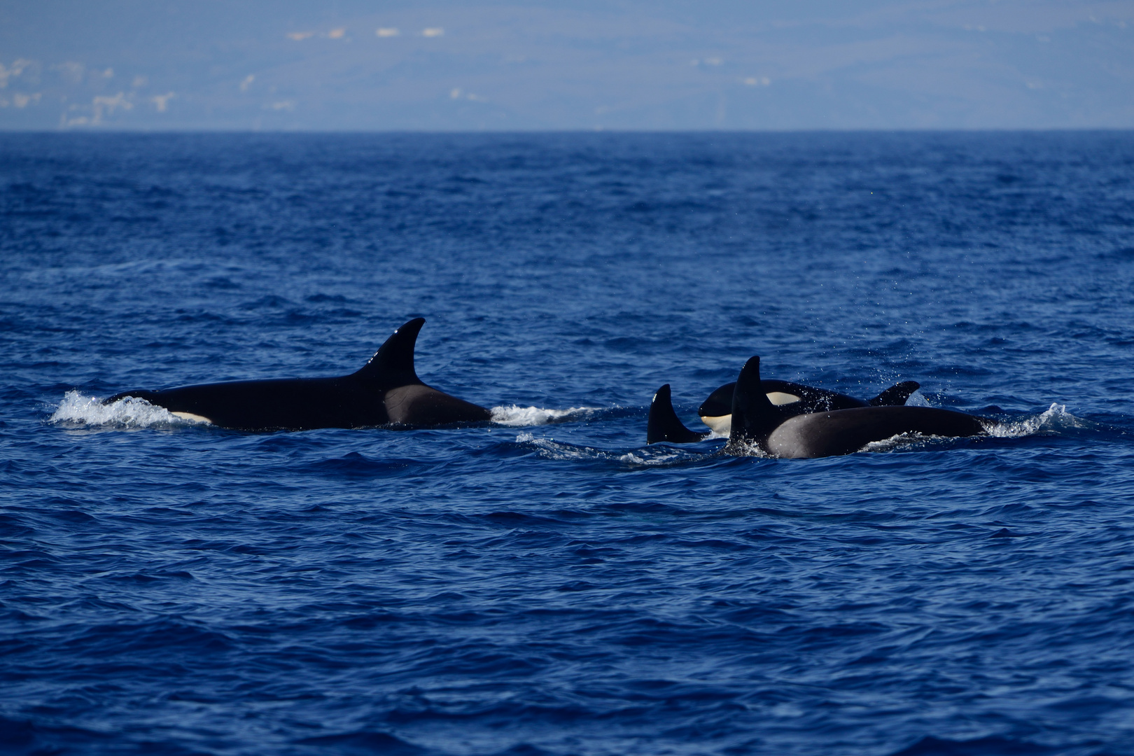 Orcas im Familienverbund