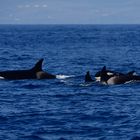 Orcas im Familienverbund