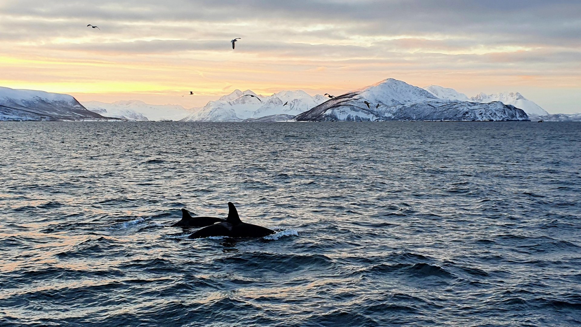 Orcas im magischen Polarlicht