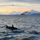 Orcas im magischen Polarlicht