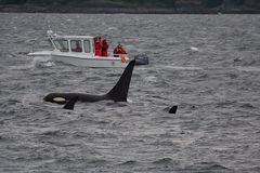 Orcas im Regen und Wind... oder DER PUTZLAPPEN