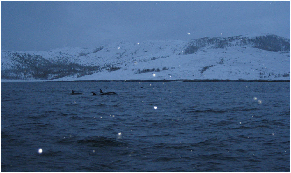 Orcas im Tysfjord