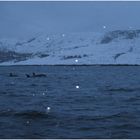 Orcas im Tysfjord