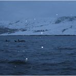 Orcas im Tysfjord
