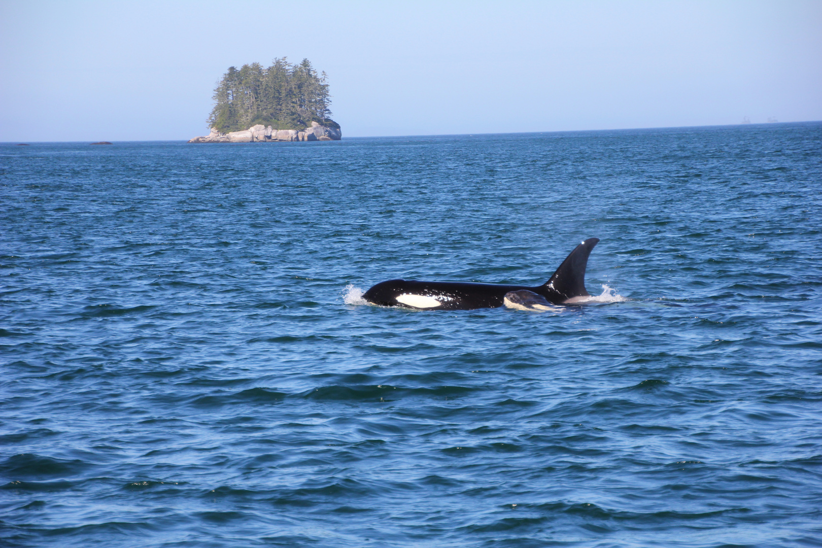 Orcas in der Inside-Passage 