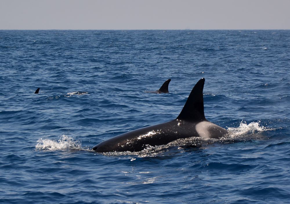 Orcas in der Straße von Gibraltar