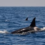 Orcas in der Straße von Gibraltar
