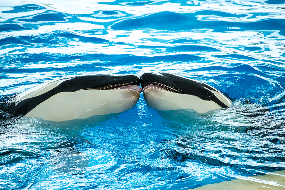 Orcas in love