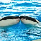 Orcas in love