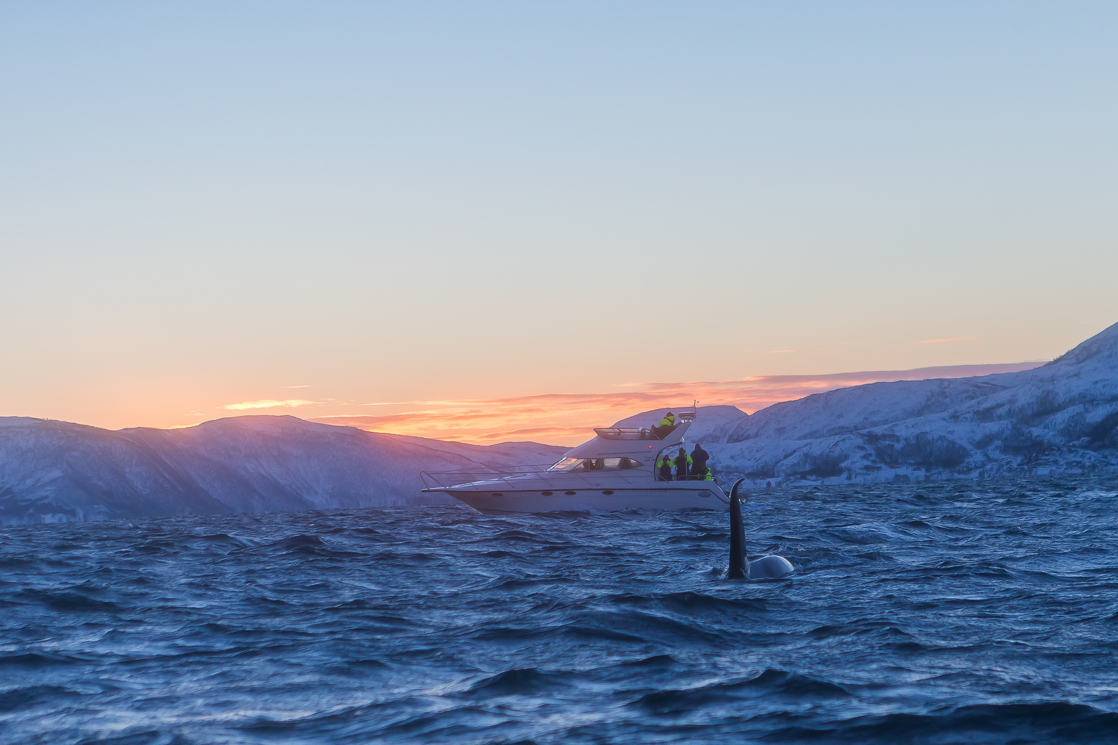 Orcas - Insel Senja