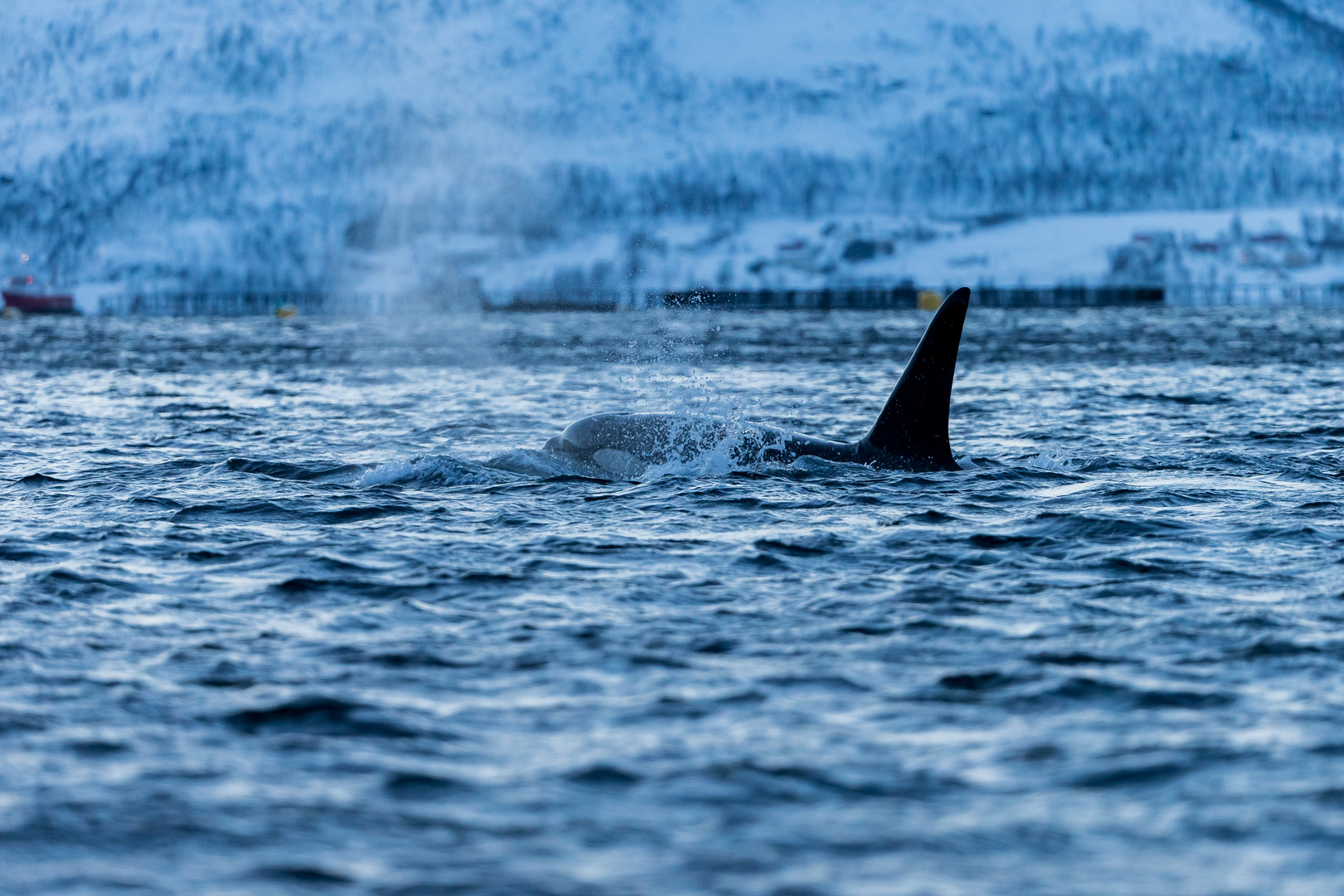 Orcas, Insel Senja