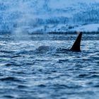 Orcas, Insel Senja