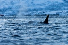 Orcas, Insel Senja