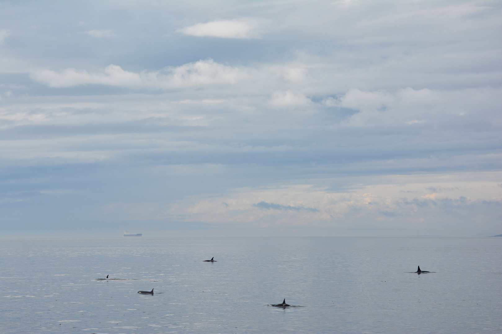 Orcas, nördlich von Seattle