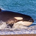 Orcas, Peninsula Valdez, Argentinien-5367