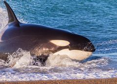 Orcas, Peninsula Valdez, Argentinien-5367