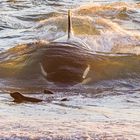 Orcas, Peninsula Valdez, Argentinien-5659