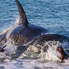 Orcas - Punta Norte, Angriffskanal