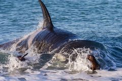 Orcas - Punta Norte, Angriffskanal