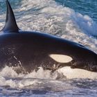 Orcas - Punta Norte, Angriffskanal - Bild10