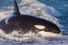 Orcas - Punta Norte, Angriffskanal - Bild10