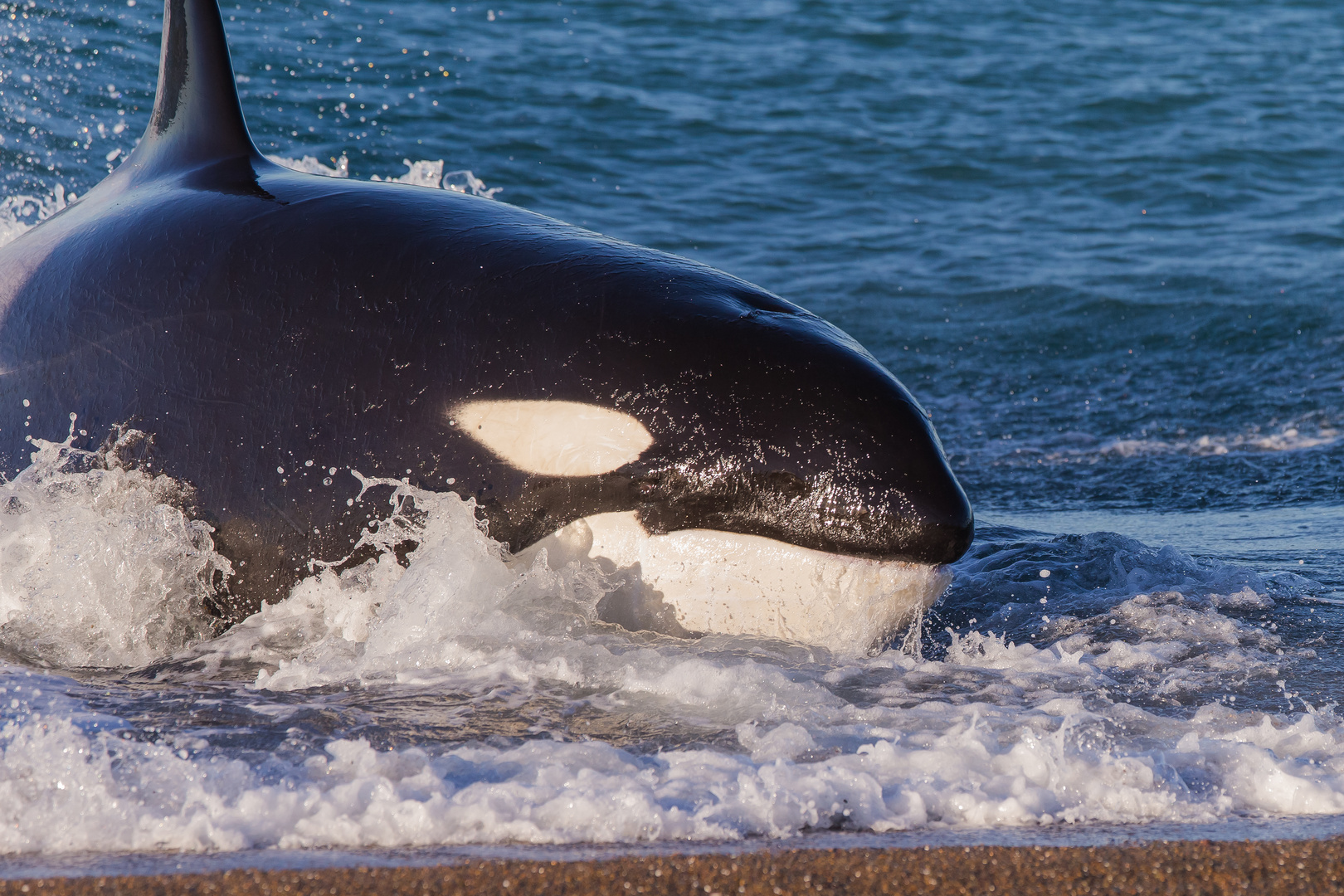 Orcas - Punta Norte, Angriffskanal - Bild11