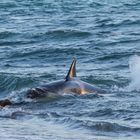 Orcas - Punta Norte, Angriffskanal - Bild12