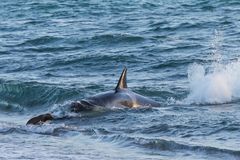 Orcas - Punta Norte, Angriffskanal - Bild12