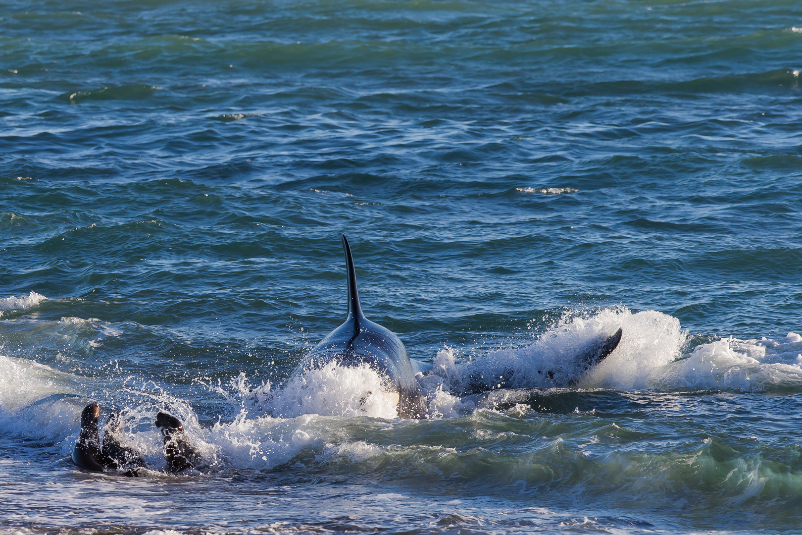 Orcas - Punta Norte, Angriffskanal - Bild13