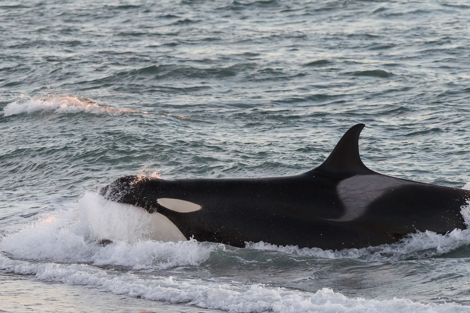 Orcas - Punta Norte, Angriffskanal - Bild15