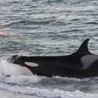 Orcas - Punta Norte, Angriffskanal - Bild15