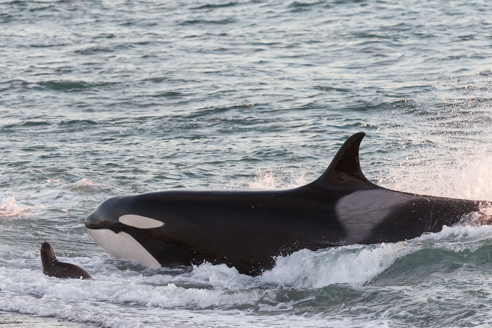 Orcas - Punta Norte, Angriffskanal - Bild16