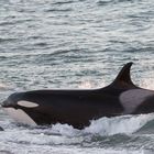 Orcas - Punta Norte, Angriffskanal - Bild16