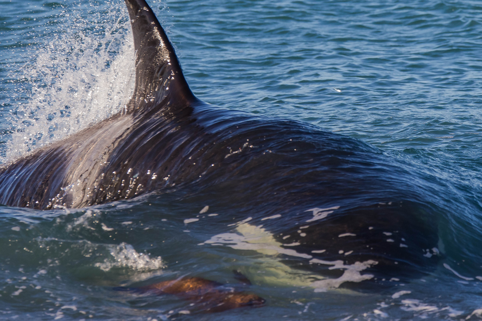 Orcas - Punta Norte, Angriffskanal - Bild18