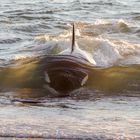 Orcas - Punta Norte, Angriffskanal - Bild3