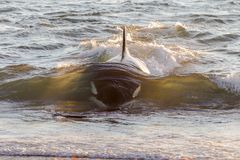 Orcas - Punta Norte, Angriffskanal - Bild3