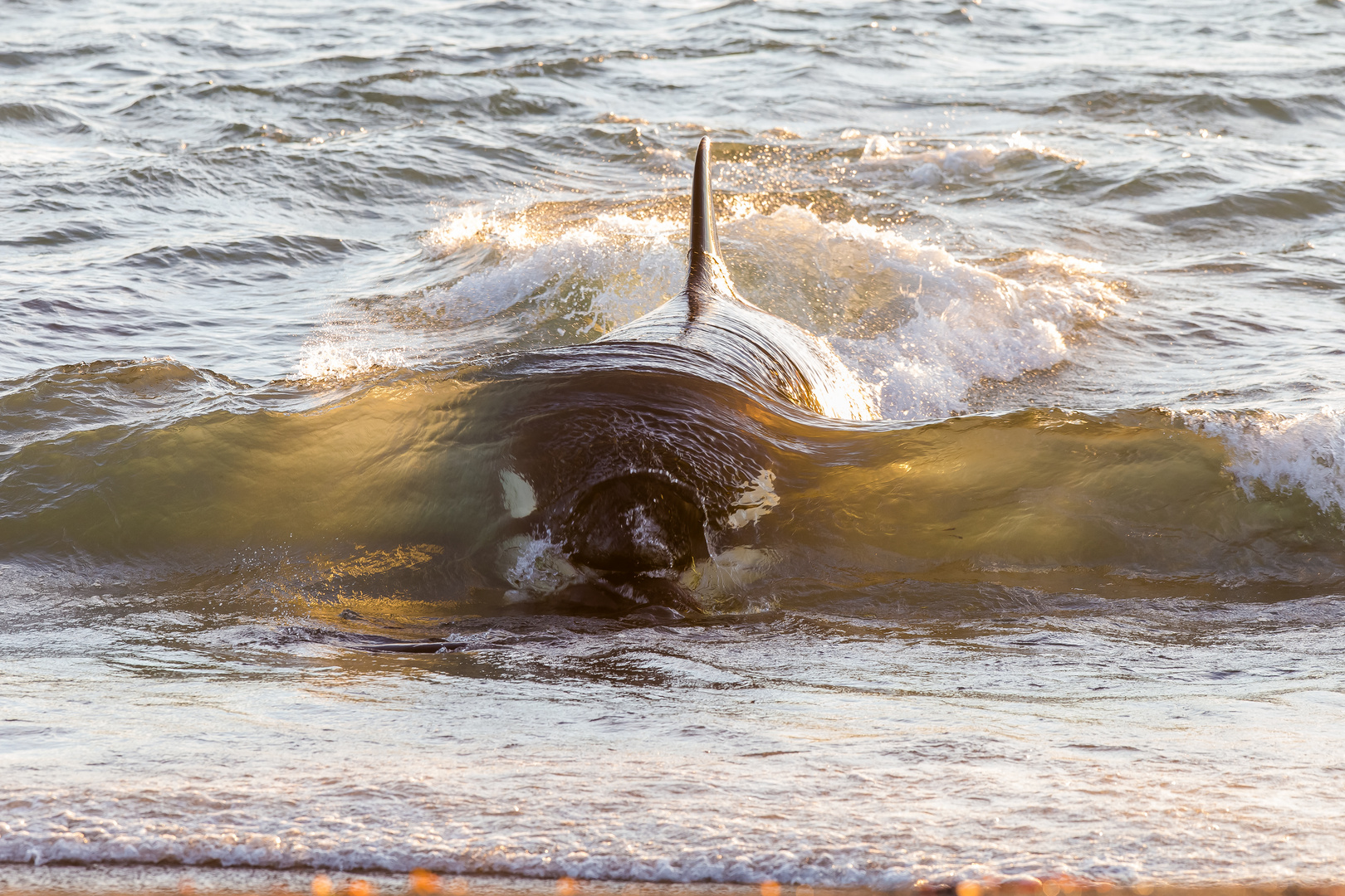 Orcas - Punta Norte, Angriffskanal - Bild4