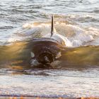 Orcas - Punta Norte, Angriffskanal - Bild4