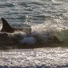 Orcas - Punta Norte, Angriffskanal - Bild5